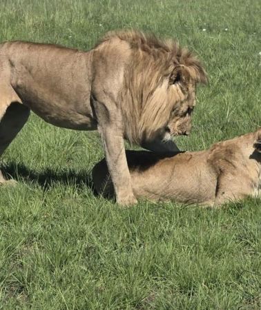 4D3N • 4 Days Masai Mara And Lake Nakuru Wildlife Safari