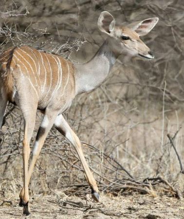 8D7N • 8 Days Harar, bale mountain and Awash safari tour.