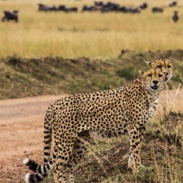 坦桑尼亚12日自由行
