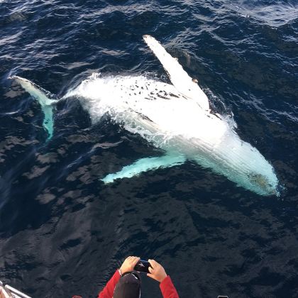 澳大利亚墨尔本+悉尼+丘吉尔岛传统农场+Raymond Island+伊登+Seal Rocks+巴特曼斯湾+杰维斯湾观鲸游船+蓝色海洋路9日8晚私家团