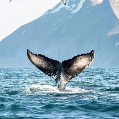 冰岛雷克雅未克+蓝湖+米湖+瓦特纳冰川国家公园+阿克雷里12日10晚拼小团