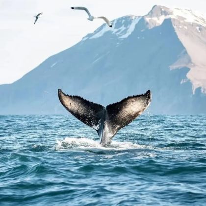 冰岛雷克雅未克+蓝湖+米湖+瓦特纳冰川国家公园+阿克雷里12日10晚拼小团