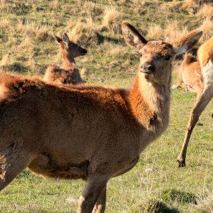 新西兰+斐济15日14晚私家团