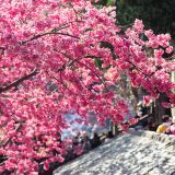 江西庐山市2日1晚跟团游