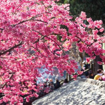 江西庐山风景名胜区4日3晚私家团