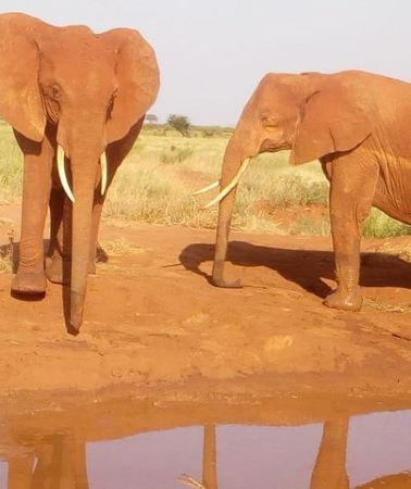 2D1N • Safari-Tsavo east national park -2 days 1 night