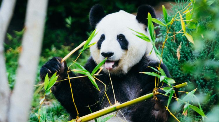 6D5N · Private Tours · Jiuzhaigou + Huanglong+ Panda Valley + Dujiangyan + Mt. Siguniang - Summer Escape - Airport Transfer included - Free Time in Chengdu