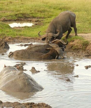 10D9N • 10-Day Safari Holiday in Uganda Including Gorilla Trekking