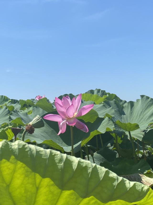 芙蓉国里君山野生荷花世界旅行图片 2