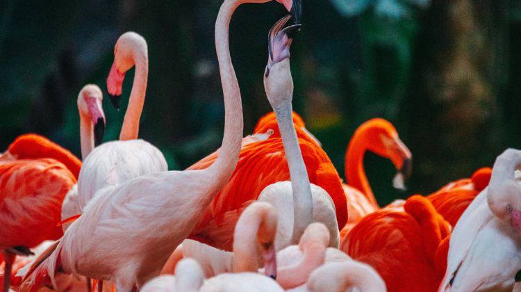 5-Day Guangzhou Group Tours: Guangzhou Chimelong Tourist Resort