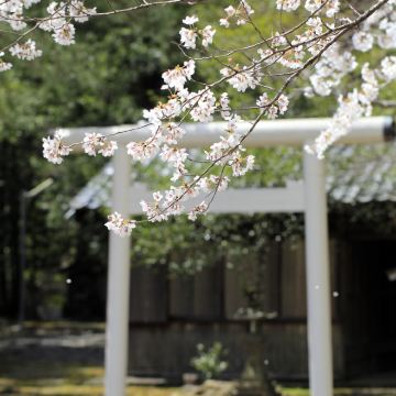 徒步·日本熊野古道中边路+大阪+熊野本宫大社+川汤温泉+那智瀑布6日5晚私家团