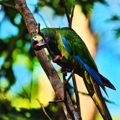 巴西5日4晚跟团游