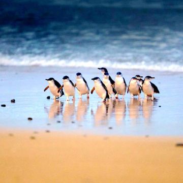 澳大利亚墨尔本+墨尔本博物馆5日4晚私家团