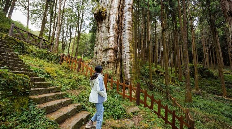 2-Day Alishan Taiwan 2 Day Private Tour from Taipei