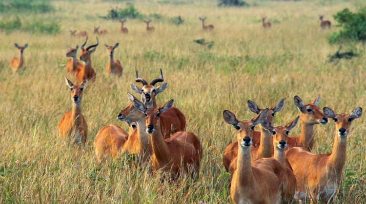 8-Day Uganda to Rwanda Tour from Kampala to Kigali·Gorilla & Chimpanzee Treks, Safari Drives & Permits Included