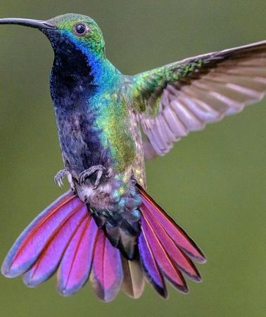 3D2N • Hummingbirds of Colombia mini tour. 3d/2n