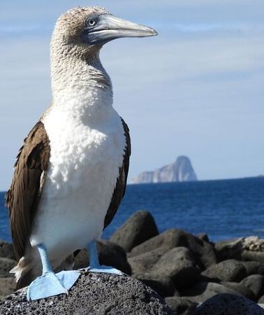 7D6N • 7 Day Galapagos Island Hopping Tour