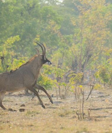 3D2N • 3 Days Budget Safari in Hwange National Park from Victoria Falls
