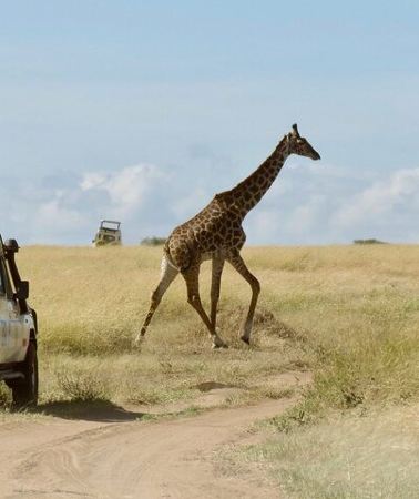 3D2N • 3 Day Maasai Mara 4x4 group Safari(Budget or Luxury room options)