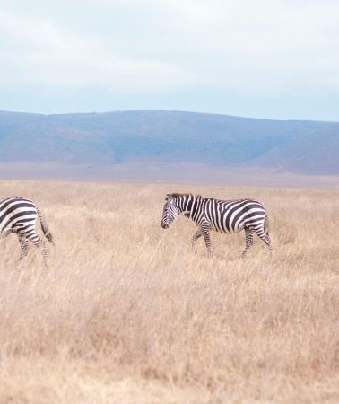 2D1N • 2-Day Tanzania Safari to Tarangire and Ngorongoro