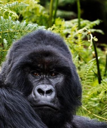 5D4N • From Kigali: 5-Day Gorilla Trekking, Lake Kivu & Kigali Tour