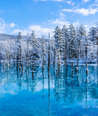 5天4晚 • 【冬戀道央】札幌 + 旭山北極熊 + 青池點燈 + 美瑛町戲雪 + 小樽運河 + 藻岩山夜景 + 洞爺湖溫泉 + 登別地獄谷