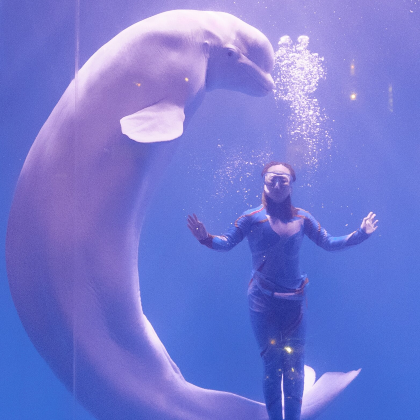 大连+大连金石滩国家旅游度假区+棒棰岛+老虎滩海洋公园3日2晚跟团游