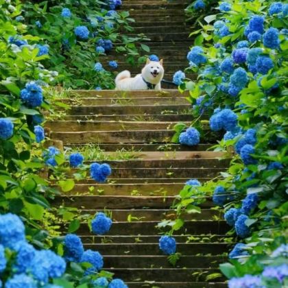 日本大阪府5日4晚私家团