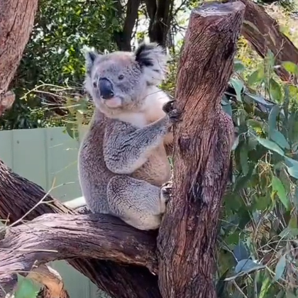 澳大利亚墨尔本+悉尼+布里斯班+黄金海岸16日15晚私家团