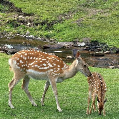 伊春4日3晚拼小团