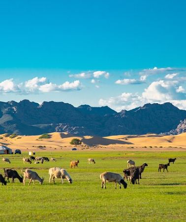 4D3N • Essence of Mongolia 4 Days
