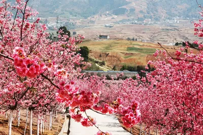 宜良山后樱花谷