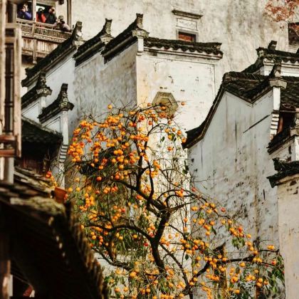 黄山+西递+宏村景区+徽州古城+婺源+景德镇中国陶瓷博物馆+花山世界·花山谜窟7日6晚私家团