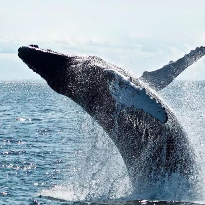 斯里兰卡12日11晚拼小团