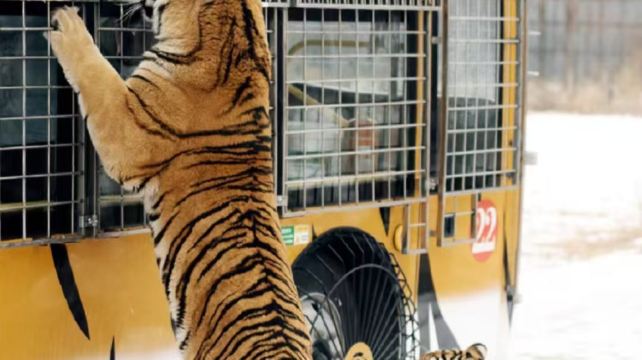 5-Day Northern Utopia Snow Adventure Harbin Private Tour·Songhua River, Central Street, China Harbin Ice And Snow World, Siberia Tiger Park and Yabuli Ski Resort