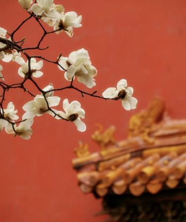 6日5晚 • 中國北京故宮博物院＋八達嶺長城