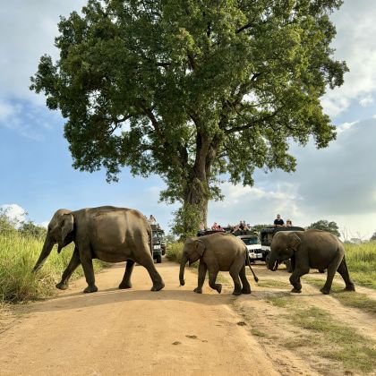 斯里兰卡5日4晚私家团
