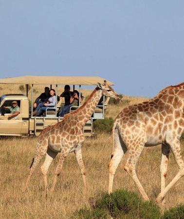 3D2N • 3 Day Garden Route's Best Highlights with Safari from Cape Town