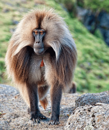 8D7N • 8-Day Ethiopia by Air: Blue Nile Falls, Simien & Lalibela