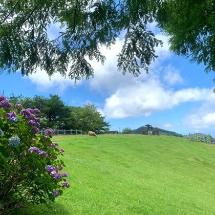 日本大阪+奈良+京都+箕面市+神户+鸟取+大阪海游馆+奈良公园+伏见稻荷大社+姬路城+六甲山10日9晚私家团