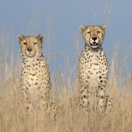 肯尼亚+内罗毕+马赛马拉国家保护区+安波塞利国家公园+瓦塔穆船游纳瓦沙10日9晚私家团