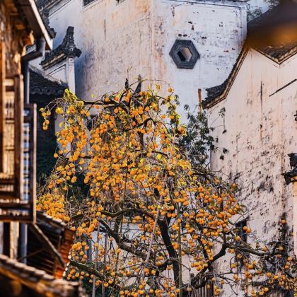 景德镇+婺源+黄山+宏村4日3晚私家团