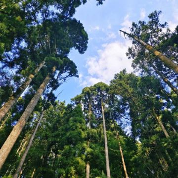 江西庐山4日3晚私家团