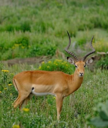 3D2N • Maasai Mara National Reserve