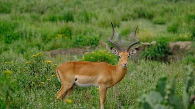 肯尼亚马赛马拉国家公园3日2晚跟团游·单人可订 精品小团 越野游猎车 马赛马拉入园2次 升级豪华舒适酒店 中文在线管家