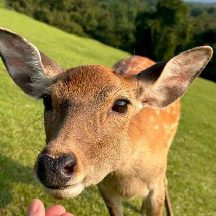 日本大阪+京都6日5晚私家团