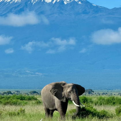 肯尼亚+马赛马拉国家保护区+纳库鲁湖国家公园+安波塞利国家公园+奈瓦沙湖8日7晚拼小团