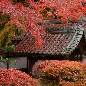 日本大阪+京都+奈良6日5晚跟团游