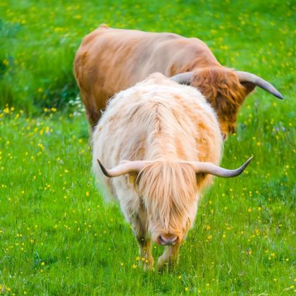 英国爱丁堡+因弗内斯+天空岛+苏格兰高地+斯特灵6日5晚私家团