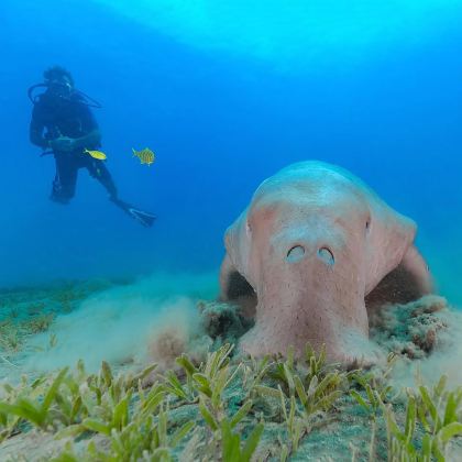 埃及锡瓦+马特鲁港+苏伊士+亚历山大+阿斯旺+卢克索+阿莱姆港+Qesm Marsa Alam15日14晚拼小团
